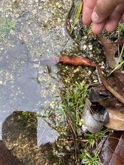 Utricularia uliginosa