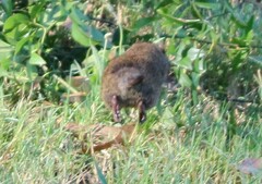 Rattus lutreola