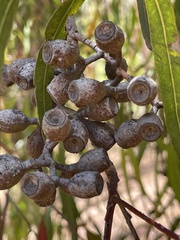 Corymbia citriodora
