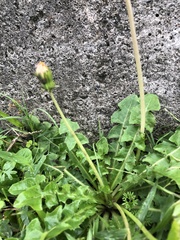 Taraxacum formosanum