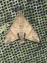 Pachylioides resumens