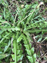 Taraxacum formosanum
