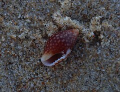 Pardalinops testudinaria