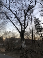 Celtis bungeana