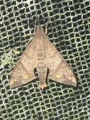 Pachylioides resumens