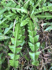 Taraxacum formosanum