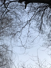 Celtis bungeana