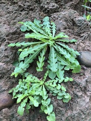 Taraxacum formosanum