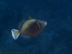 Sufflamen chrysopterum