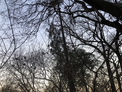 Celtis bungeana