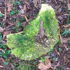 Laetiporus portentosus