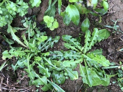 Taraxacum formosanum