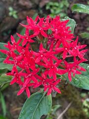 Pentas lanceolata