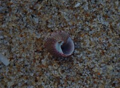 Cantharidella picturata