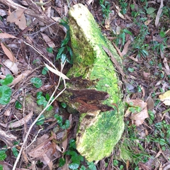 Laetiporus portentosus