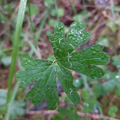 Geranium potentilloides