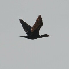 Phalacrocorax