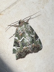 Chytonix