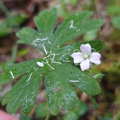 Geranium potentilloides