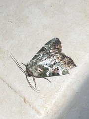 Chytonix