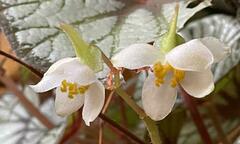 Begonia rex-cultorum