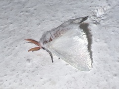 Megalopygidae