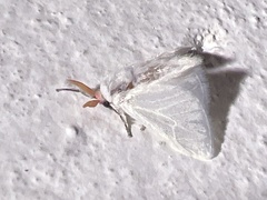 Megalopygidae