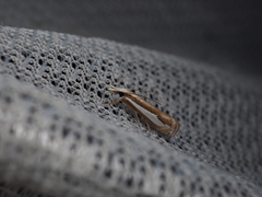 Crambus argyrophorus