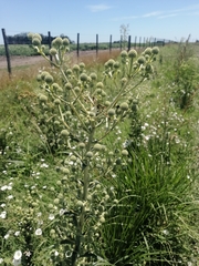 Eryngium paniculatum