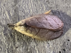 Timocratica meridionalis