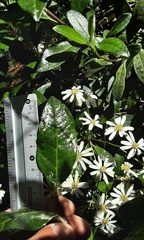 Olearia elliptica