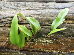 Pyrrosia lingua