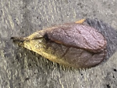 Timocratica meridionalis