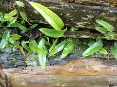 Pyrrosia lingua