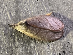 Timocratica meridionalis
