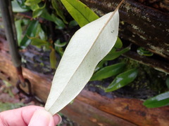 Pyrrosia lingua