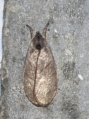 Timocratica meridionalis