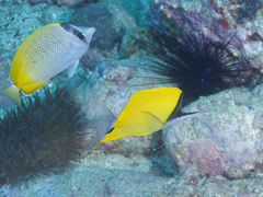 Forcipiger flavissimus