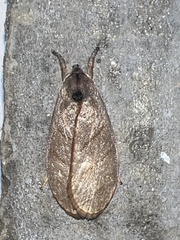 Timocratica meridionalis