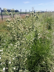 Eryngium paniculatum