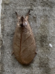 Timocratica meridionalis