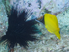 Forcipiger flavissimus