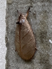 Timocratica meridionalis