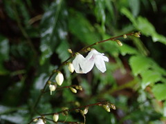 Codonacanthus pauciflorus