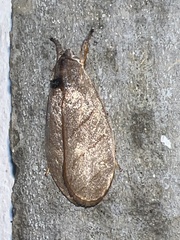 Timocratica meridionalis