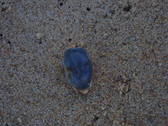 Purpuradusta gracilis