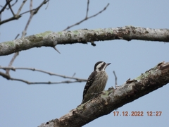 Yungipicus moluccensis