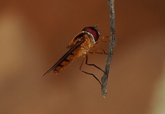 Episyrphus viridaureus