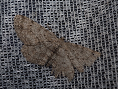 Hypomecis kuriligena