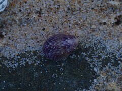 Neripteron violaceum